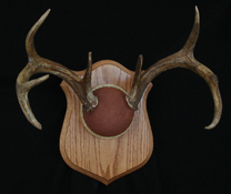 Antler Classic