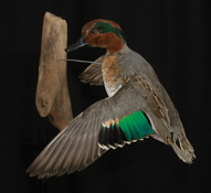 Greenwing Teal