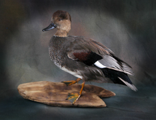 Gadwall