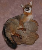 Grey Fox