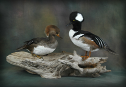 Hooded Mergansers