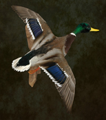 Mallard