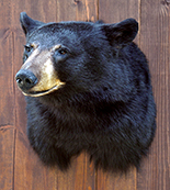 bear mount