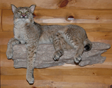 Bobcat