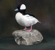 Bufflehead