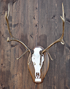 elk skull