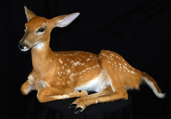 Fawn