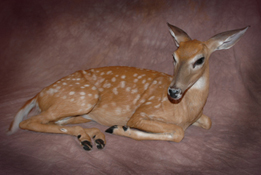 Fawn