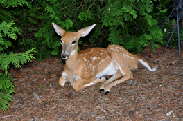 Fawn