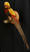Golden Pheasant