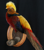 Golden Pheasant