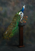 Pied Peacock