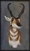 pronghorn