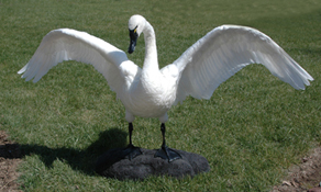 Swan