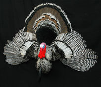 turkey rug2