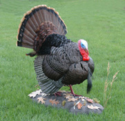 Turkey Full Strut