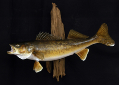 walleye