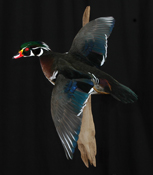 Wood Duck