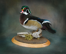 Wood Duck Base